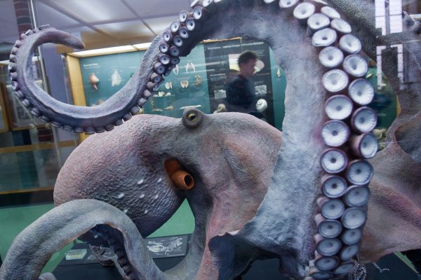 Kraken 5at