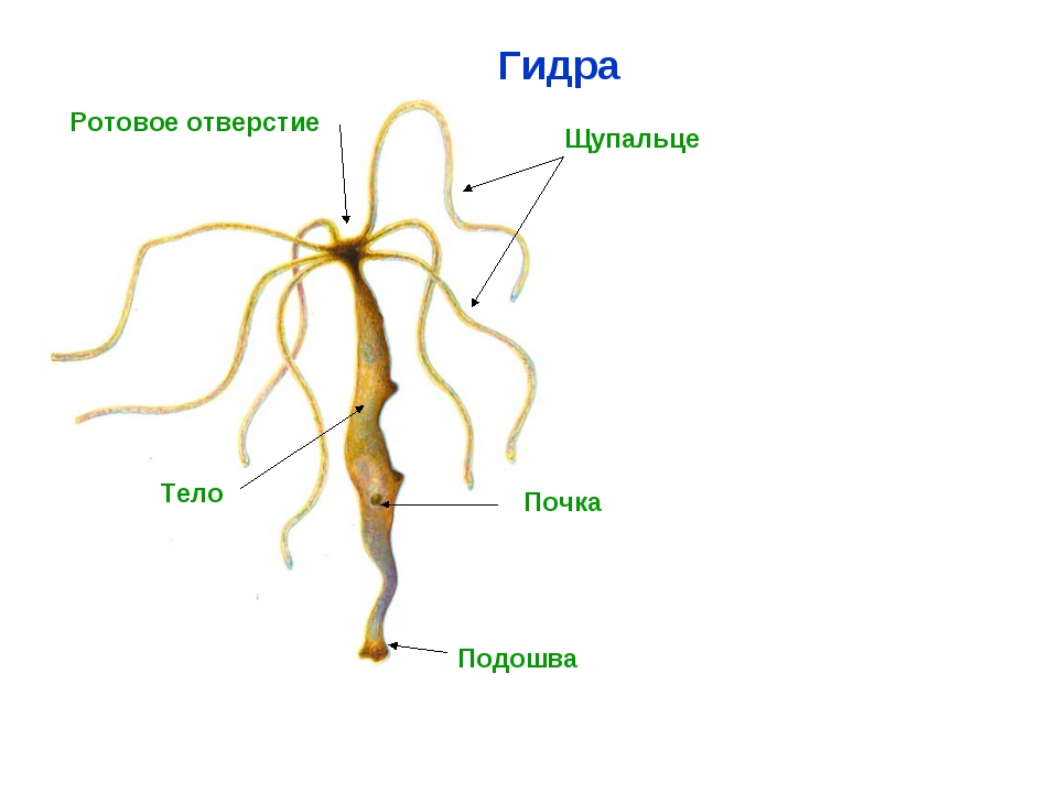 Кракен даркнет текст