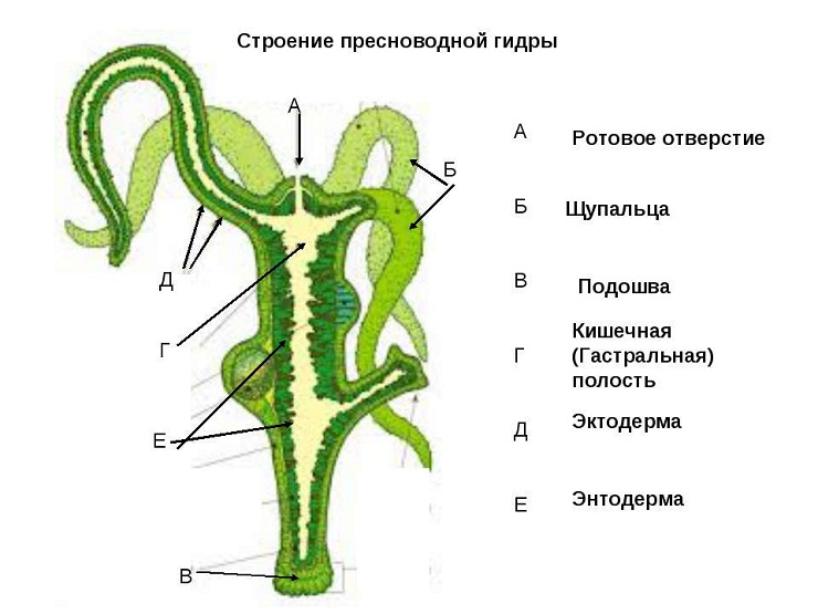 Что продает кракен